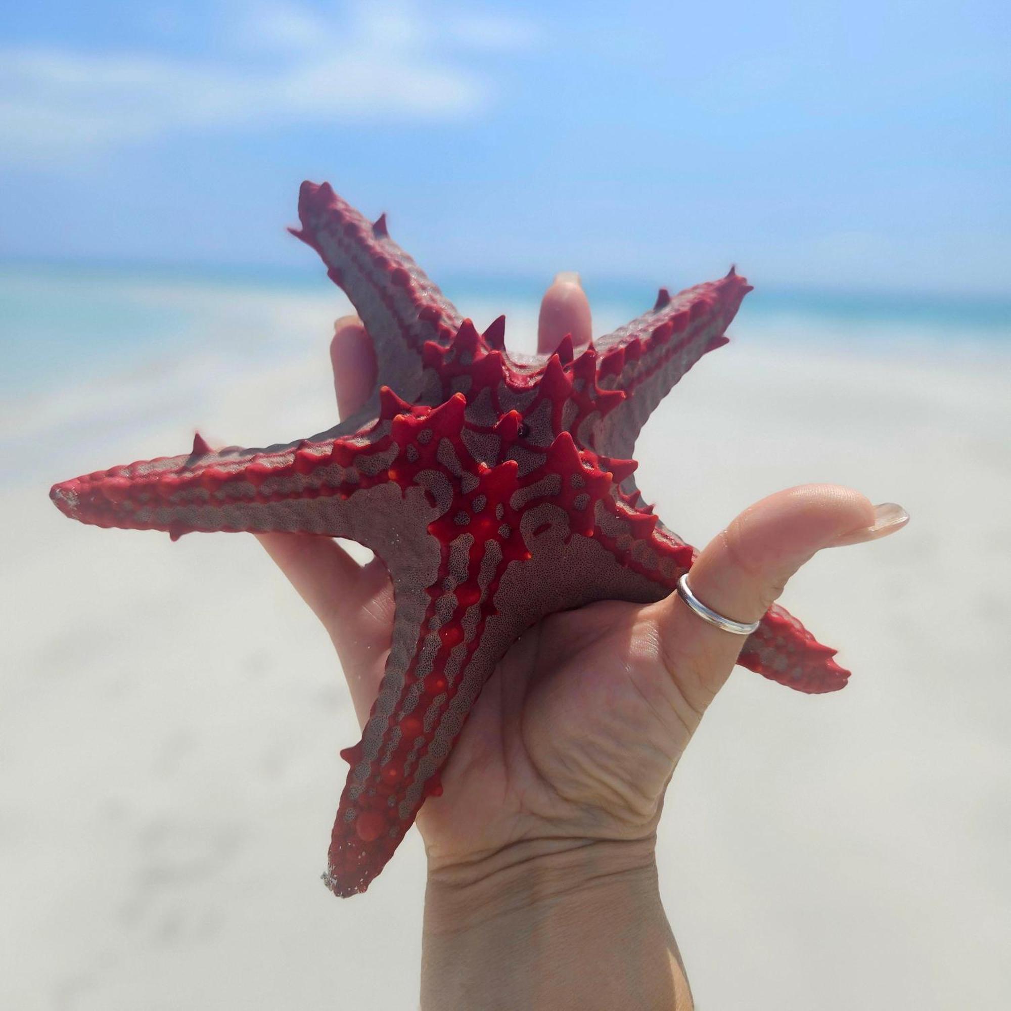 Maharaja Boutique Hotel Zanzibar Uroa Eksteriør billede