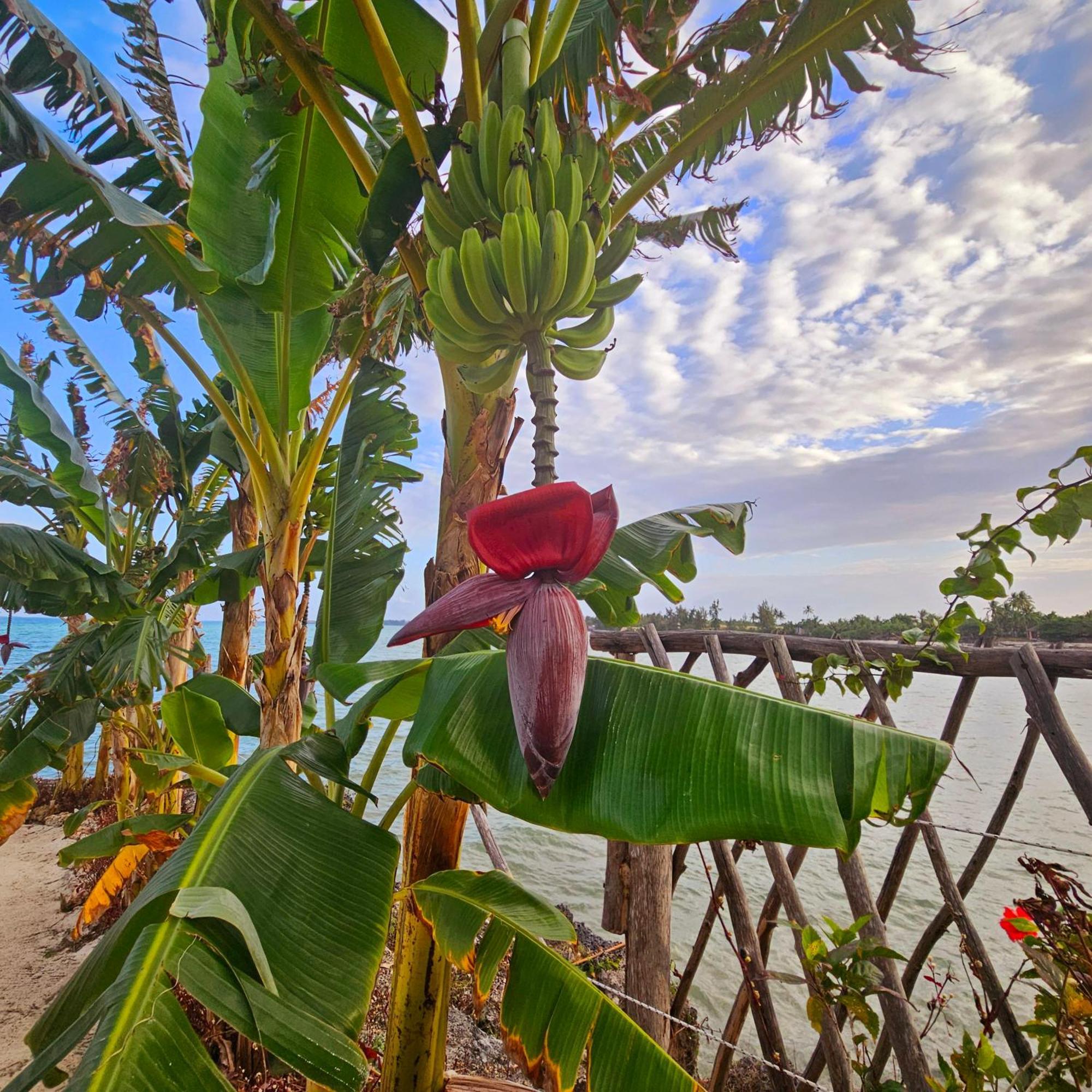 Maharaja Boutique Hotel Zanzibar Uroa Eksteriør billede